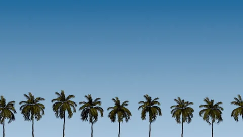 Palm Trees on a Sky Background Stock Footage 313788957
