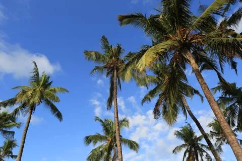 Palm trees on sky background Stock Photos