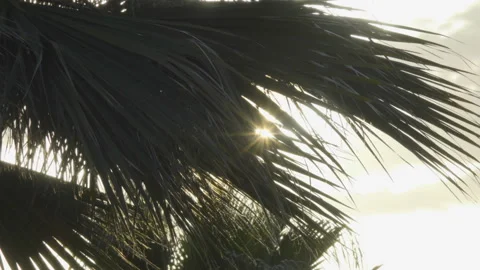 Palm trees  at sky background. View of  branches palms at the sunset. Summer  Stock Footage 90234424