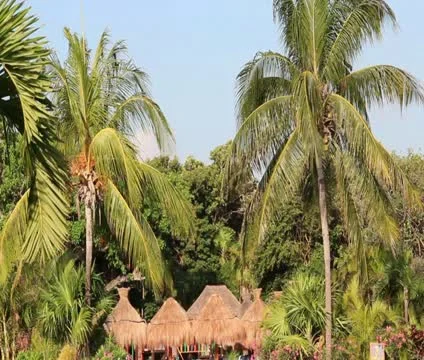 Palm Trees with Sky Video stock 10833152