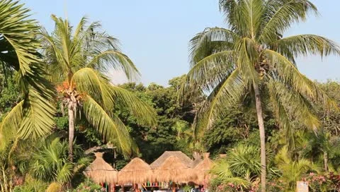 Palm Trees with Sky Video stock 10833846