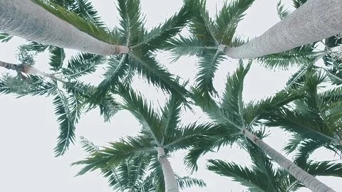 Palm Trees with sky Stock Footage 72993277
