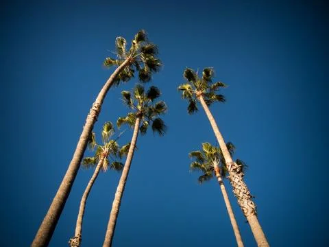 Palm trees sky Stock Photos