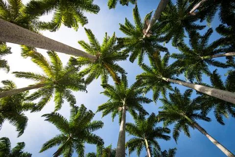 Palm Trees in the Sky Photos