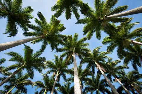 Palm Trees in the Sky 스톡 사진