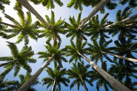 Palm Trees in the Sky Stock-Fotos