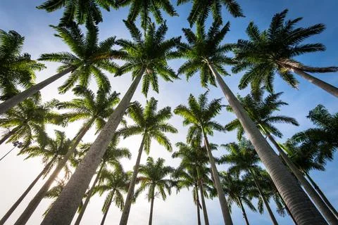 Palm Trees in the Sky 写真素材
