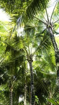 Palm trees on the sky Stock Photos
