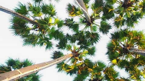 Palm trees on sky on tropical sunset Stock Footage 54071589