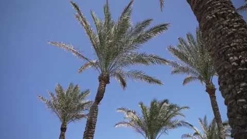 Palm Trees in Slow Motion and Blue Sky 스톡 동영상 232339337