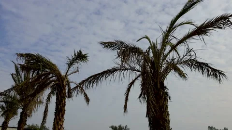 Palm trees with slow motion breeze under blue sky Stock Footage 168168818