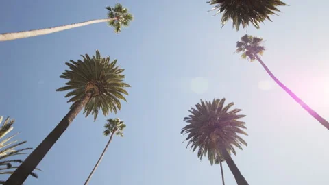 Palm Trees Slow Motion POV - Driving in Beverly Hills, Los Angeles, California Stock Footage