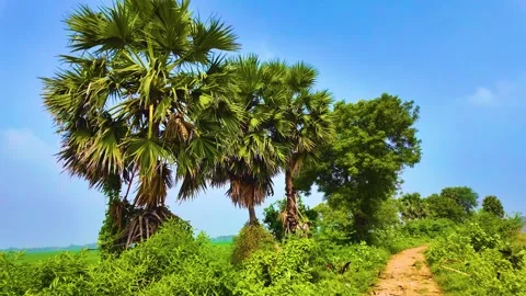 Palm Trees - Slow Motion Shot Stock-Footage 262230591