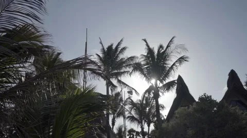 Palm trees in slow motion on a warm day in the caribbean Stock Footage 155854821