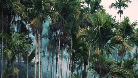 Palm trees in smoke in slow motion Stock Footage 267588917