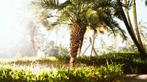 Palm trees in smoke with sun rays in Siargao Stock Illustration