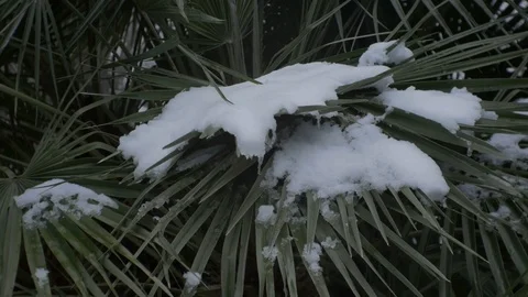 Palm Trees in the Snow 스톡 동영상 87345725