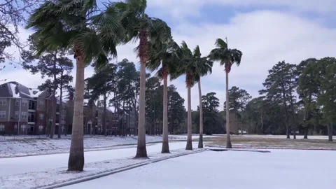 Palm Trees In Snow Vídeos de archivo 154014468