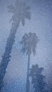 Palm trees in the snow Stock Photos