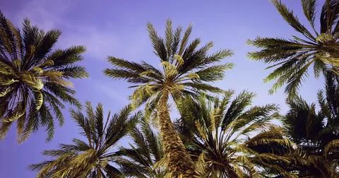 Palm trees soar towards the evening sky over a tropical landscape Stock Illustration