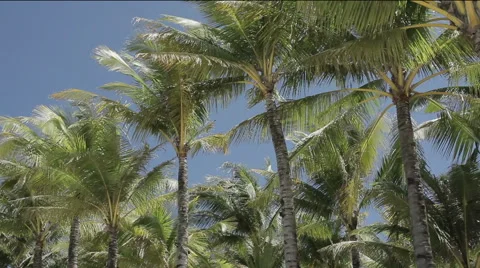 Palm trees in the south Stock Footage 48984143