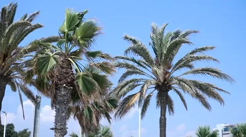 Palm trees, Spain  Stock Footage 47295475