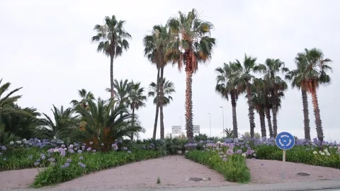 Palm trees in Spain Stock Footage 77115204