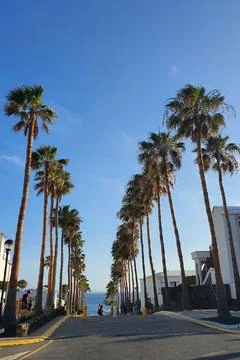 Palm Trees Spain Stock Photos
