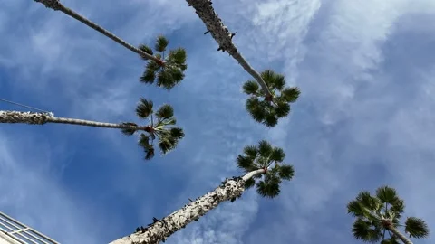 Palm trees spinning in Oceanside beach 스톡 동영상 264779997