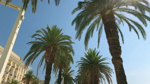 Palm trees in Split, Croatia Stock Footage 219958444