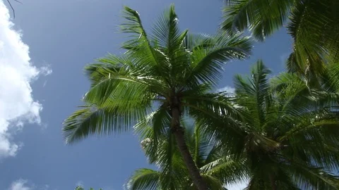 Palm trees in St. John, USVI Stock Footage 72571390