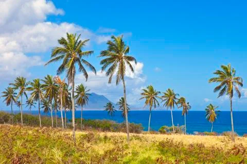 Palm trees on st kitts Stock Photos