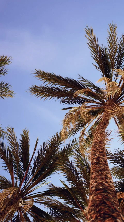 Palm trees stand against a clear blue sky during a sunny day Stock Footage 348103673