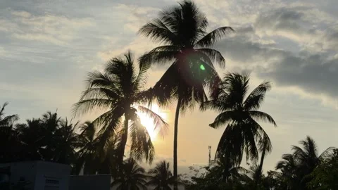 Palm trees stand in dark contrast against a glowing sunset sky, with shifting 库存影片 329561921
