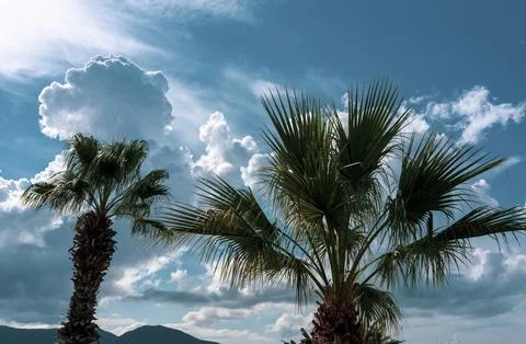 Palm trees stand in front of a dramatic sky Stock Photos