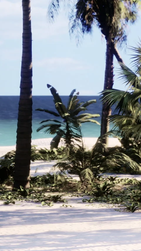 Palm trees stand on sandy beach with blue ocean in background Stock Footage 341985007