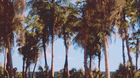 Palm trees stand tall against the ocean with blue skies in the background Stock Footage 344278946