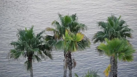 PALM TREES STANDING ALONG A RIVER Vidéo 135687972