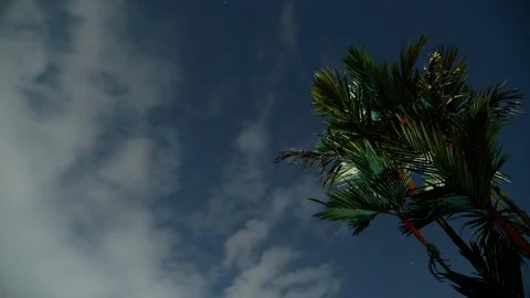 Palm Trees Standing Strong Under The Cloudy Night - Timelapse Stock Footage 128929527