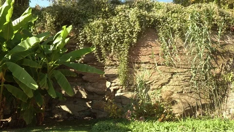 Palm trees with stone wall Video stock 100221908