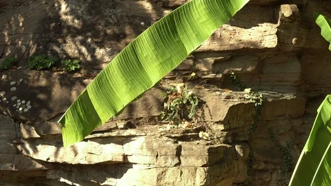 Palm trees with stone wall Stock Footage 100244094