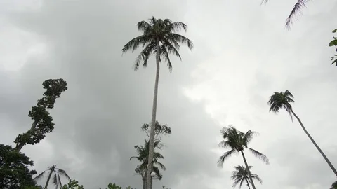 Palm trees in storm. 4K Resolution Stock Footage 93896427
