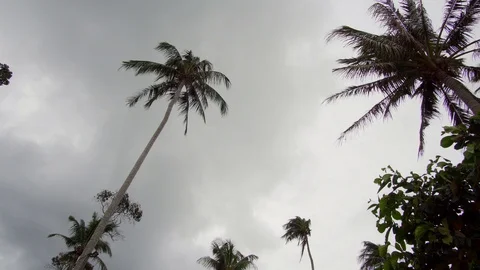 Palm trees in storm. 4K Resolution Vidéo 93896627