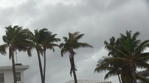 Palm Trees in the storm Stock Footage 142970196