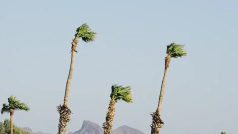 Palm Trees in Strong Desert Wind Stock Footage 257291717