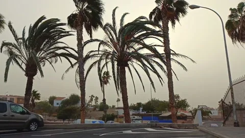 Palm trees, strong wind and the sun covered by sandstorm Tenerife Stock Footage 169706955