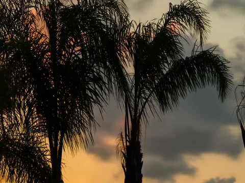 Palm trees in strong wind during sunset in soft light Stock Footage 80276519