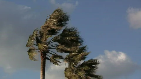 Palm Trees In Strong Wind Stock Footage