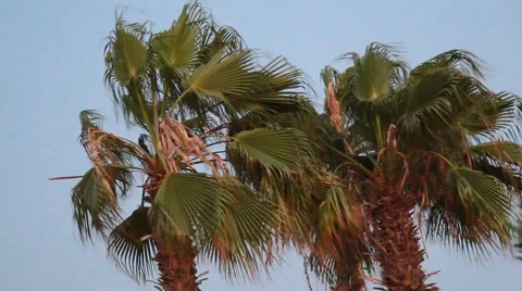 Palm Trees In Strong Wind 動画素材 54074512