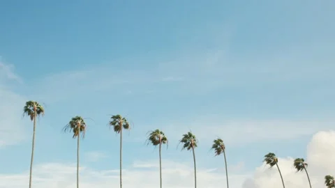 Palm trees in strong wind Stock Footage 147376826